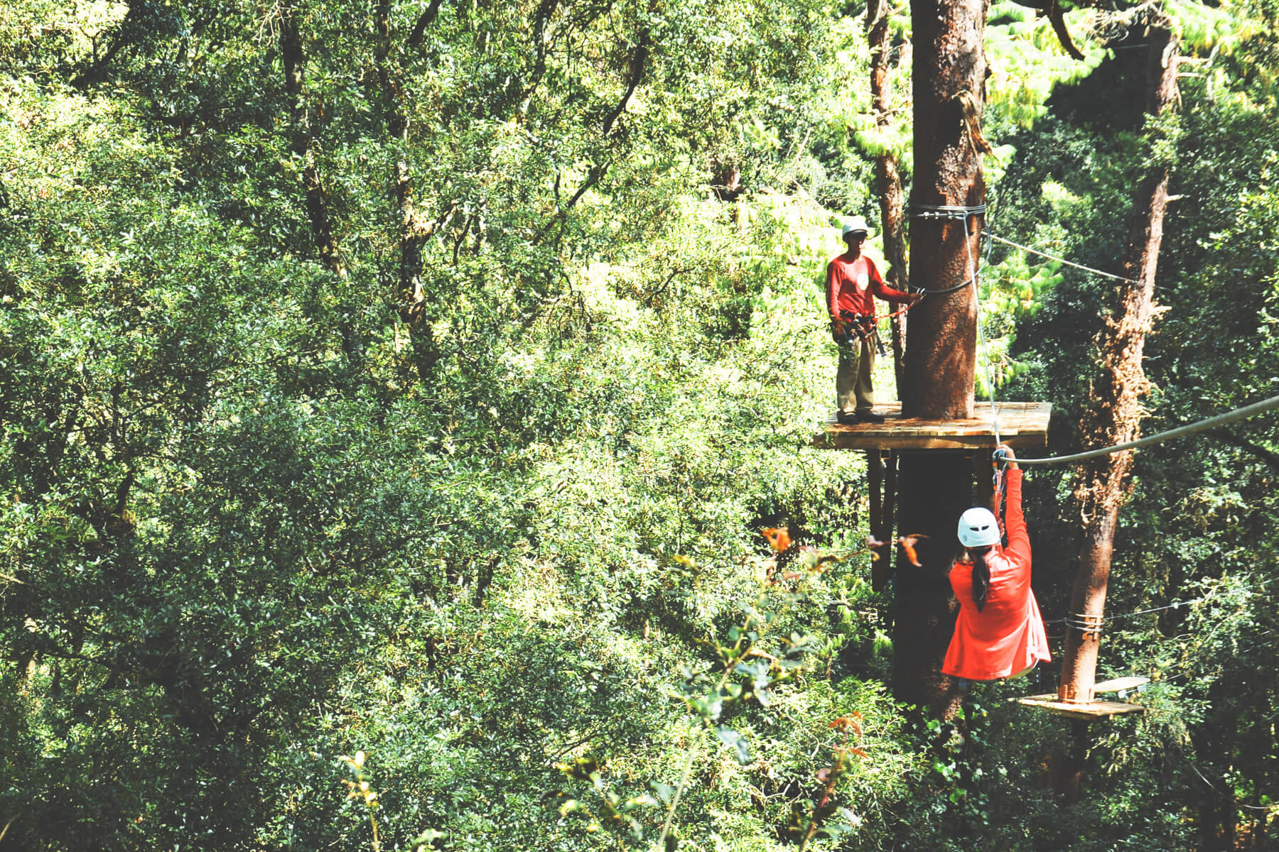 Ecoproparks. Personas usando tirolesa sobre un bosque muy poblado.